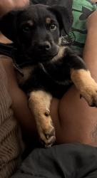 Lost Male Dog last seen 4th Ave & Ajo, across from VA, Tucson, AZ 85723