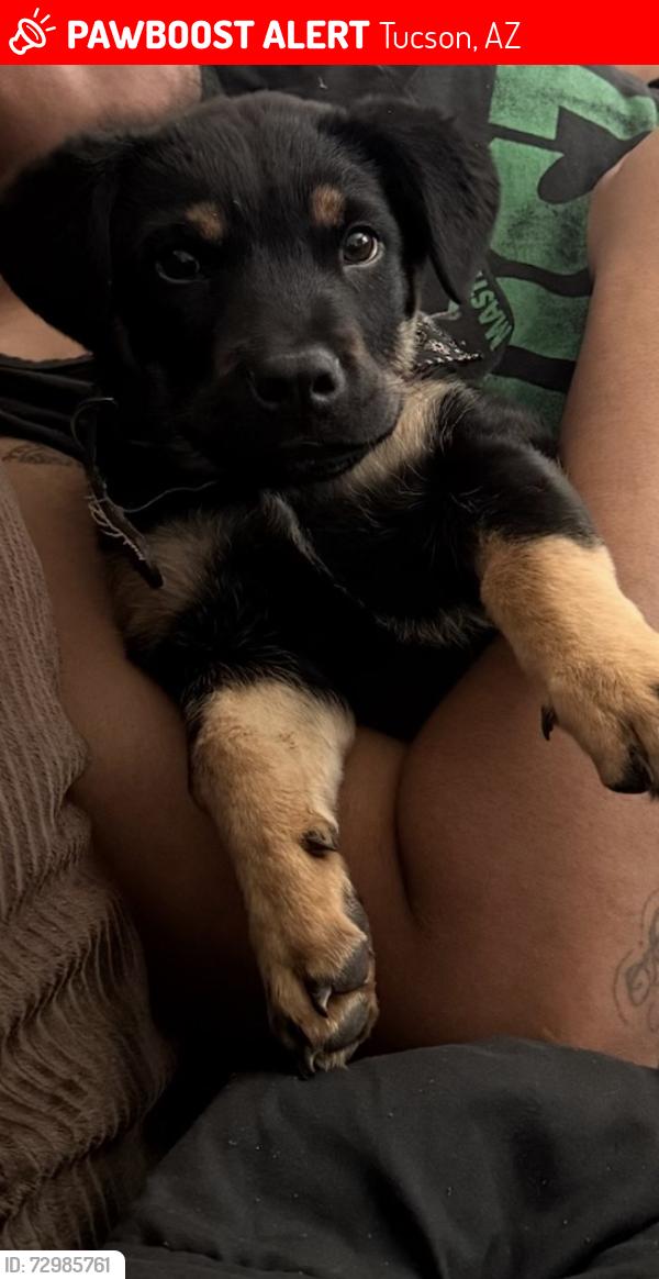 Lost Male Dog last seen 4th Ave & Ajo, across from VA, Tucson, AZ 85723