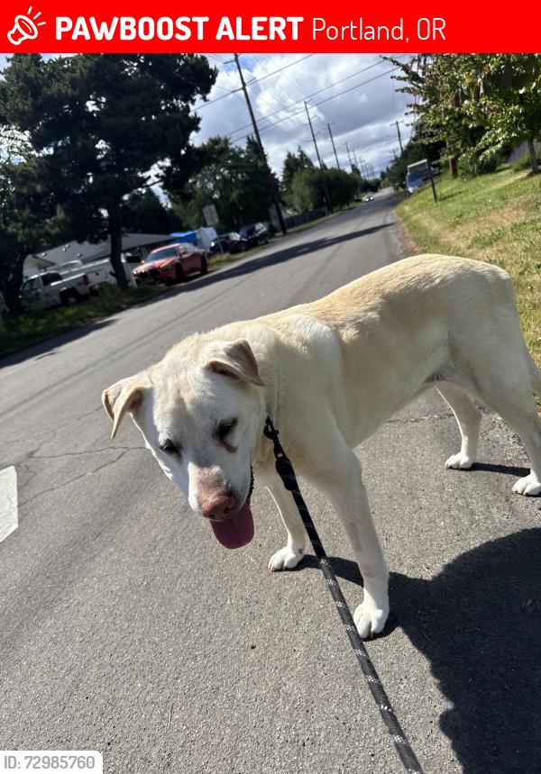 Lost Male Dog last seen Halsey& 122nd, Portland, OR 97232