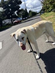 Lost Male Dog last seen Halsey& 122nd, Portland, OR 97232