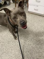 Shelter Stray Female Dog last seen Near Cobb St, New Bern City Limits, NC, 1639 Old Airport Rd, New Bern, NC 28562, USA