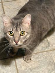 Lost Female Cat last seen Curtis street and Robert street, Elmira, NY 14904