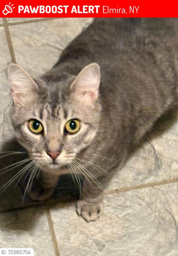 Lost Female Cat last seen Curtis street and Robert street, Elmira, NY 14904
