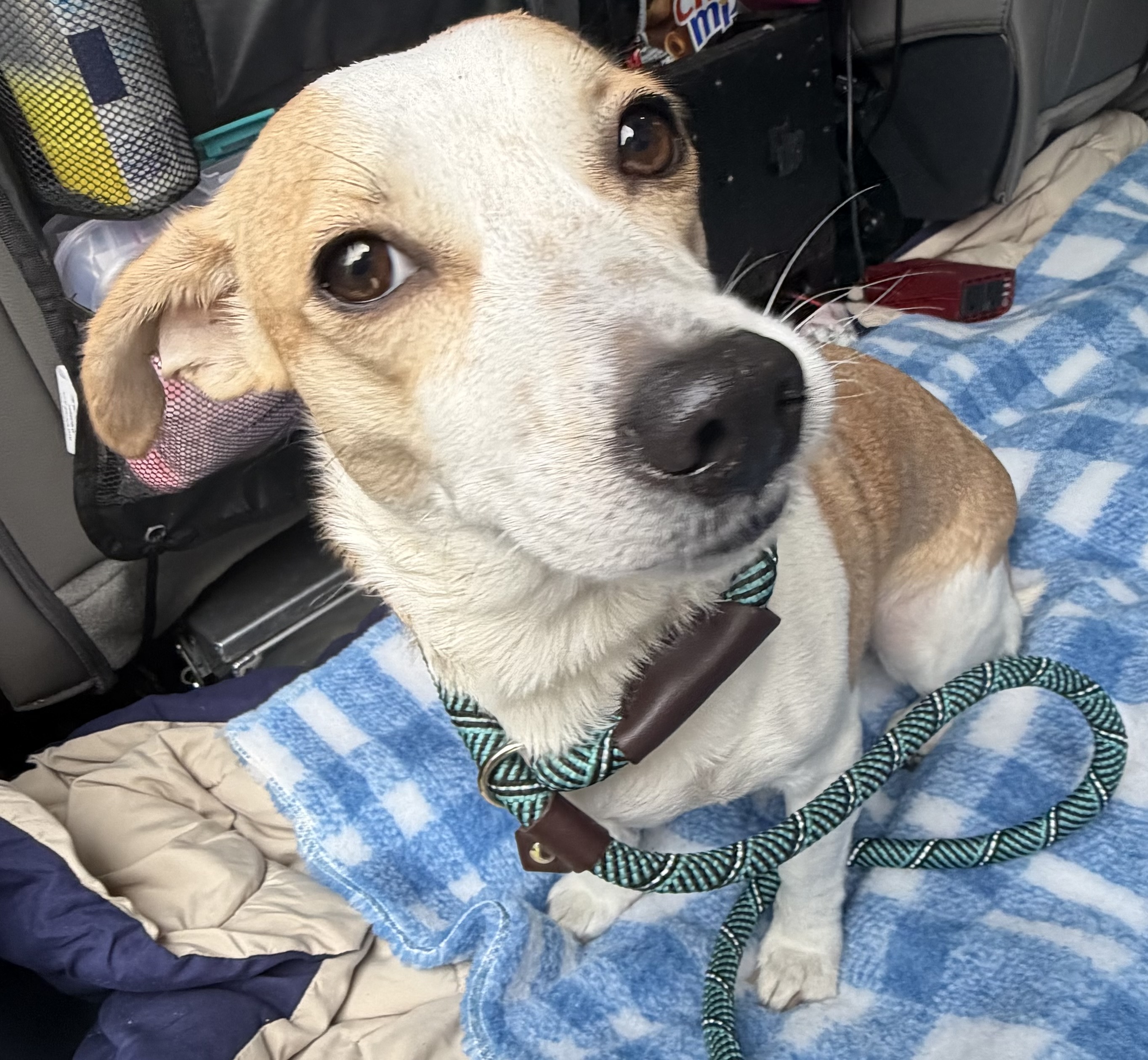 Shelter Stray Female Dog last seen N Mitchelle Dr., Dunnellon, FL, 4030 S Airport Rd, Inverness, FL 34450, USA