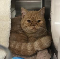 Shelter Stray Male Cat last seen Near S Stevenson St, Deforest, WI, De Forest, Village of, , 5132 Voges Rd, Madison, WI 53718, USA