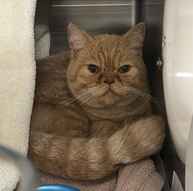 Shelter Stray Male Cat last seen Near S Stevenson St, Deforest, WI, De Forest, Village of, , 5132 Voges Rd, Madison, WI 53718, USA