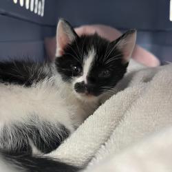 Shelter Stray Male Cat last seen Near blk Vernon Ave, Madison, WI, Madison 3, City of, WI, 5132 Voges Rd, Madison, WI 53718, USA