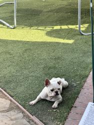 Reunited Female Dog last seen Devonshire and Haskell Ave, Los Angeles, CA 91344