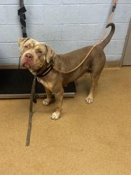 Shelter Stray Female Dog last seen Near Ladonna Dr Decatur, 30032, 30032, GA, 3280 Chamblee Dunwoody Rd, Chamblee, GA 30341, USA