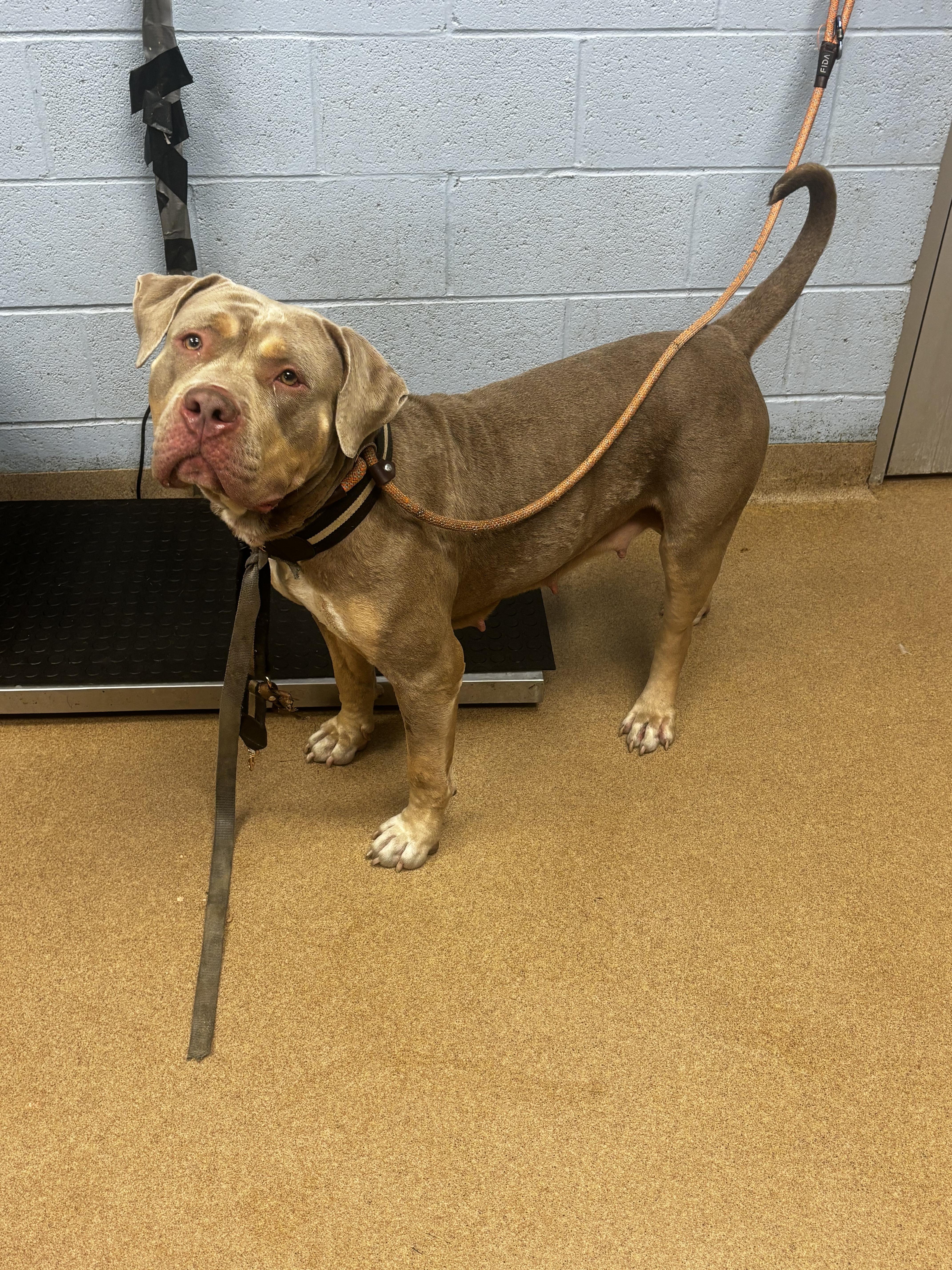 Shelter Stray Female Dog last seen Near Ladonna Dr Decatur, 30032, 30032, GA, 3280 Chamblee Dunwoody Rd, Chamblee, GA 30341, USA