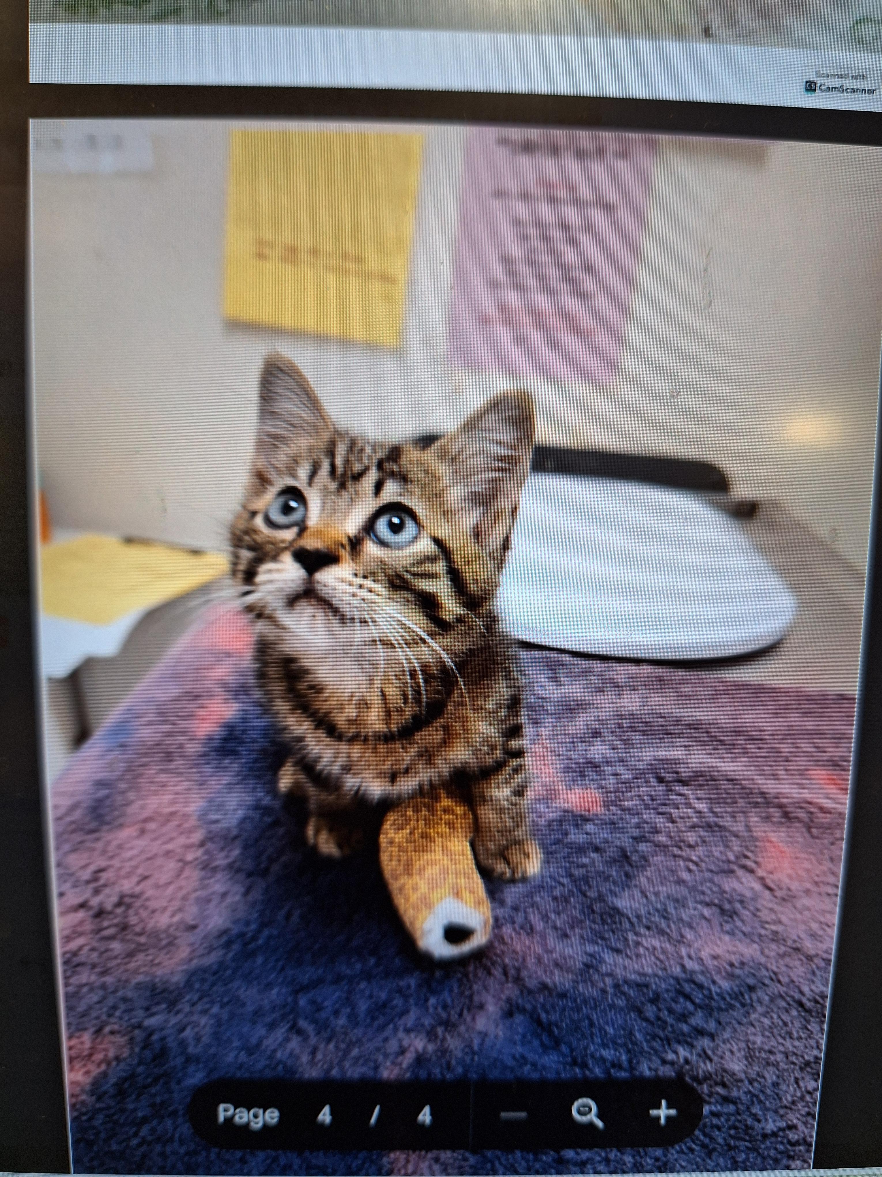 Shelter Stray Female Cat last seen Haynes Bridge Road, Fulton County, GA, 1251 Fulton Industrial Blvd NW, Atlanta, GA 30336, USA