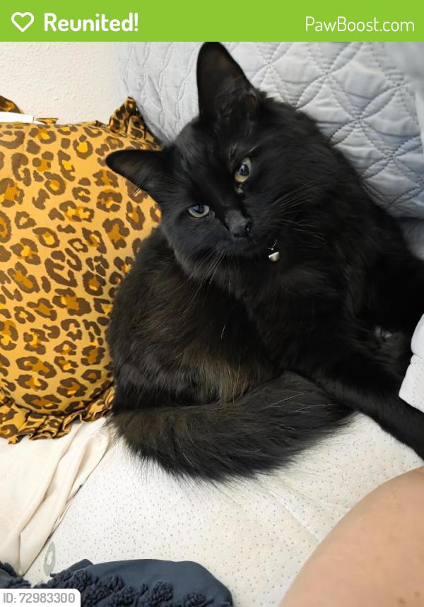 Reunited Female Cat last seen South hill , Puyallup, WA 98373