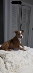 Found/Stray Female Dog last seen 41st and peoria, Tulsa, OK 74105