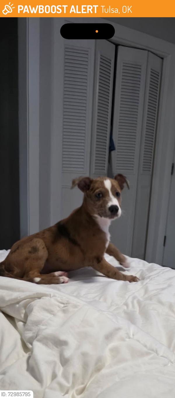 Found/Stray Female Dog last seen 41st and peoria, Tulsa, OK 74105