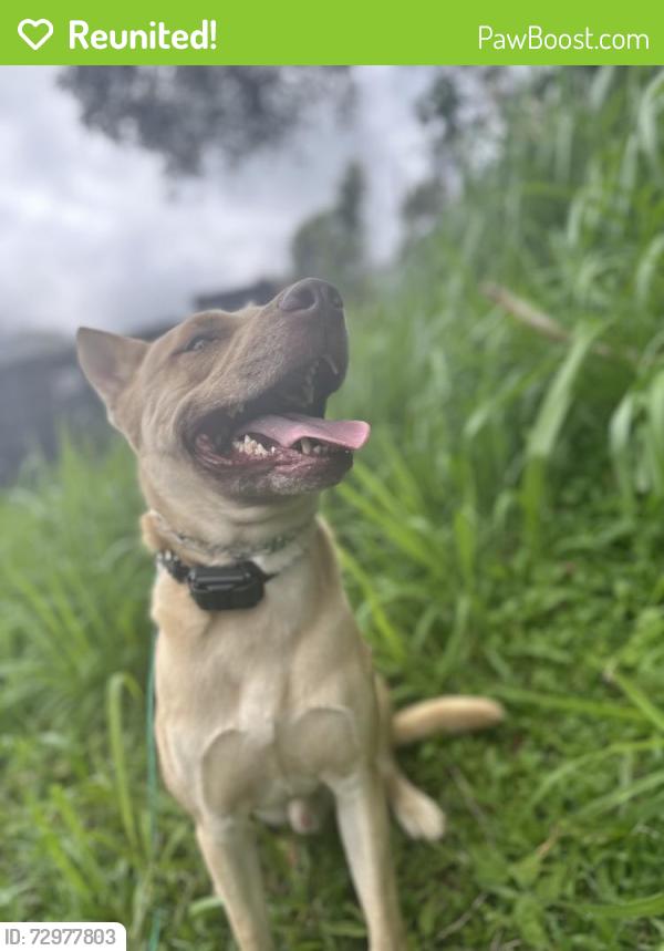 Reunited Male Dog last seen Foodland, sharks cove! , Pupukea, HI 96712