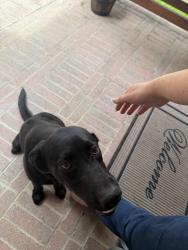 Reunited Male Dog last seen Province st, Houston, TX 77049