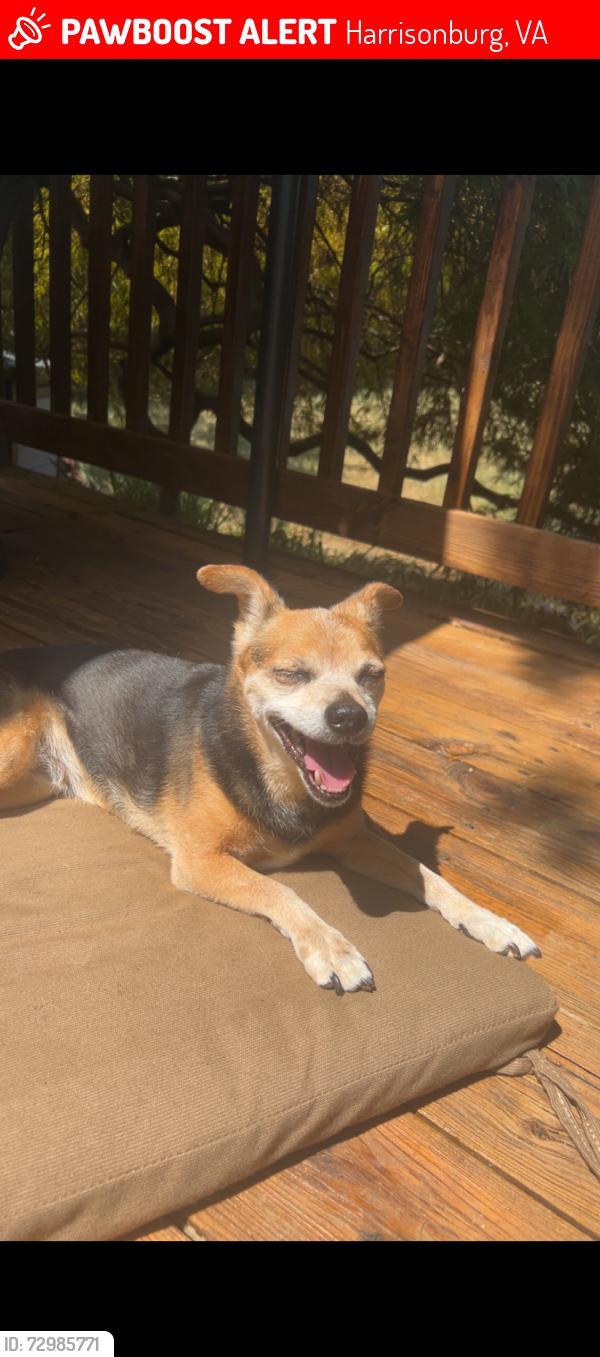 Lost Female Dog last seen Near Wyndham Woods Harrisonburg VA, Harrisonburg, VA 22801