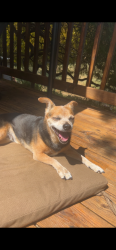 Lost Female Dog last seen Near Wyndham Woods Harrisonburg VA, Harrisonburg, VA 22801