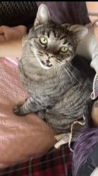 Reunited Male Cat last seen Maple Avenue and Bryant, El Monte, CA 91731