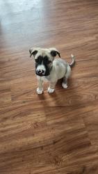 Found/Stray Male Dog last seen 9TH and Railroad Ave. , Santa Clarita, CA 91321