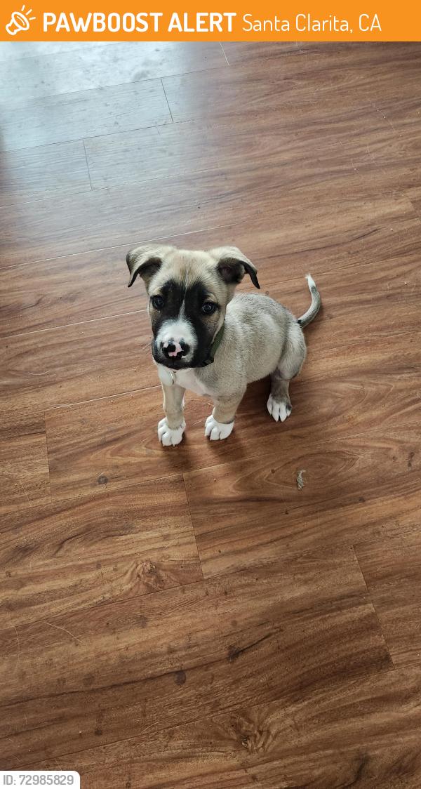 Found/Stray Male Dog last seen 9TH and Railroad Ave. , Santa Clarita, CA 91321
