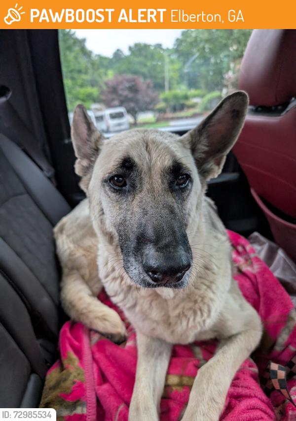 Found/Stray Female Dog last seen BP Station at Clark's Junction , Elberton, GA 30635
