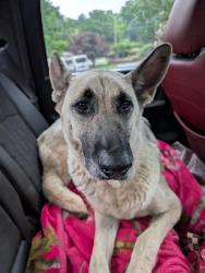 Found/Stray Female Dog last seen BP Station at Clark's Junction , Elberton, GA 30635