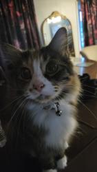 Lost Female Cat last seen Chippingdon dr., Huber Heights, OH 45424