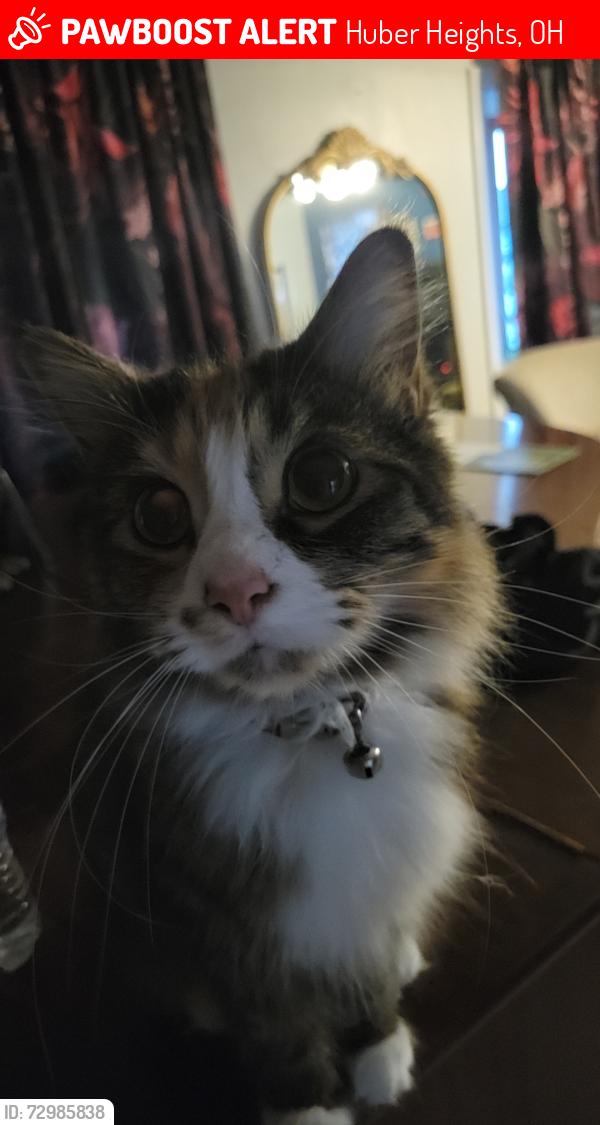 Lost Female Cat last seen Chippingdon dr., Huber Heights, OH 45424