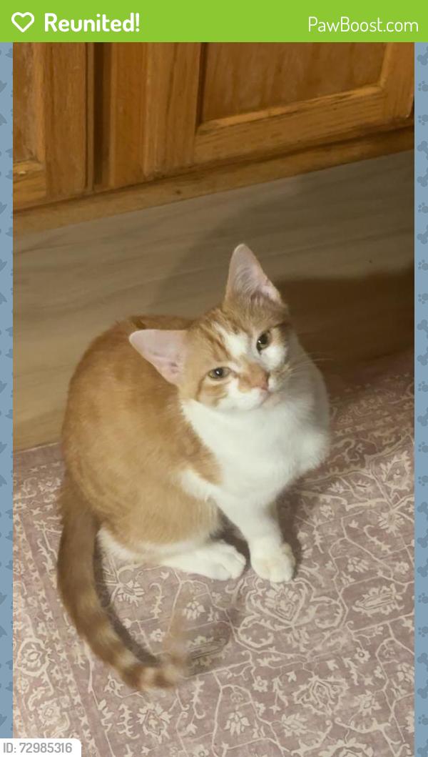 Reunited Male Cat last seen Near Gibbs elementary school, Rochester, MN 55901