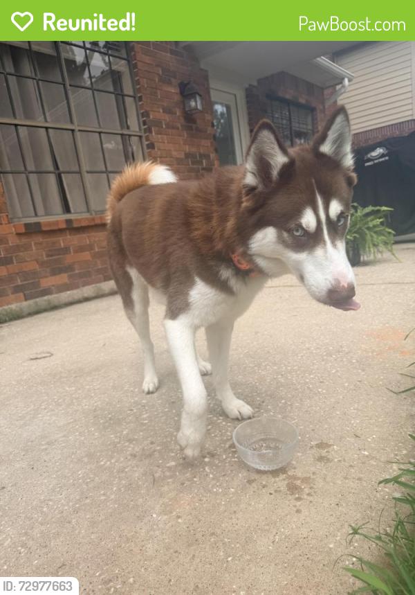Reunited Female Dog last seen Echo falls and natural bridge dr , Houston, TX 77345