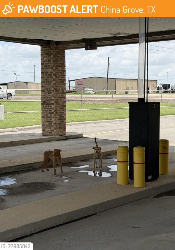 Found/Stray Unknown Dog last seen Wells Fargo chinga grove, China Grove, TX 78263