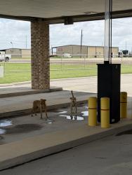 Found/Stray Unknown Dog last seen Wells Fargo chinga grove, China Grove, TX 78263