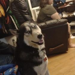 Lost Male Dog last seen Iowa street, Lawrence, KS 66046