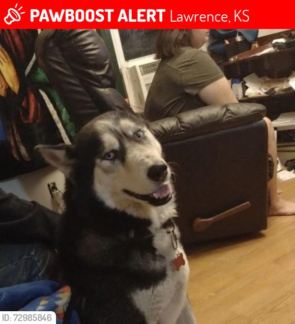 Lost Male Dog last seen Iowa street, Lawrence, KS 66046