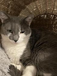 Lost Male Cat last seen Eagleridge Golf Course, Bountiful, UT 84010