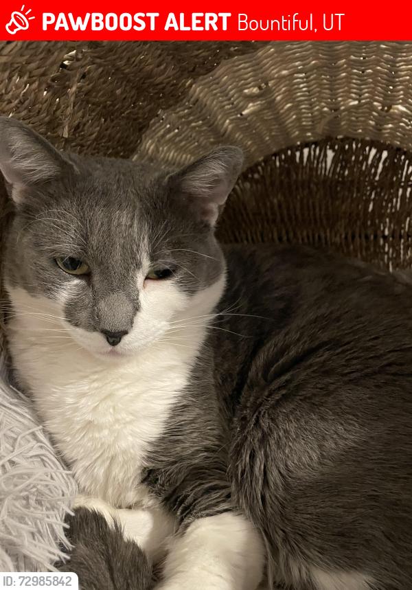 Lost Male Cat last seen Eagleridge Golf Course, Bountiful, UT 84010
