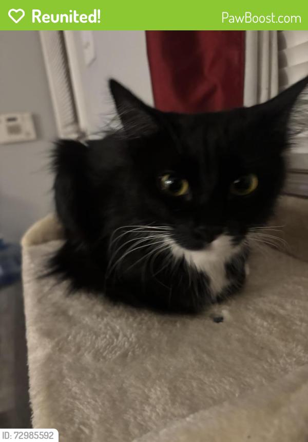 Reunited Female Cat last seen East Paulding Drive and Hiram Acworth Hwy , Dallas, GA 30157