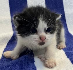 Shelter Stray Female Cat last seen Shotwell Avenue, STATEN ISLAND, NY, 10312, 3139 Veterans Rd W, Staten Island, NY 10309, USA