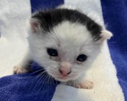 Shelter Stray Female Cat last seen Shotwell Avenue, STATEN ISLAND, NY, 10312, 3139 Veterans Rd W, Staten Island, NY 10309, USA