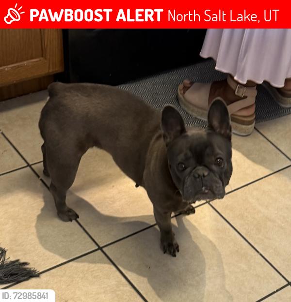 Lost Female Dog last seen Lee’s Market , North Salt Lake, UT 84054