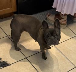 Lost Female Dog last seen Lee’s Market , North Salt Lake, UT 84054