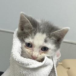 Shelter Stray Male Cat last seen street, San Diego, CA, 92111, 5500 Gaines St, San Diego, CA 92110, USA