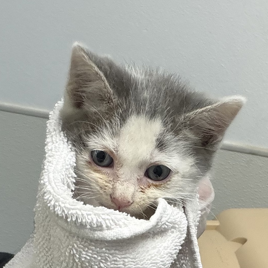 Shelter Stray Male Cat last seen street, San Diego, CA, 92111, 5500 Gaines St, San Diego, CA 92110, USA