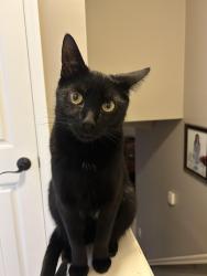 Reunited Male Cat last seen willowpark ct, powell, oh, Columbus, OH 43065