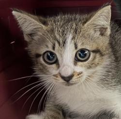 Shelter Stray Female Cat last seen Alley in Chicano park, San Diego, CA, 92113, 5500 Gaines St, San Diego, CA 92110, USA