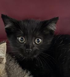 Shelter Stray Male Cat last seen Alley in Chicano park, San Diego, CA, 92113, 5500 Gaines St, San Diego, CA 92110, USA