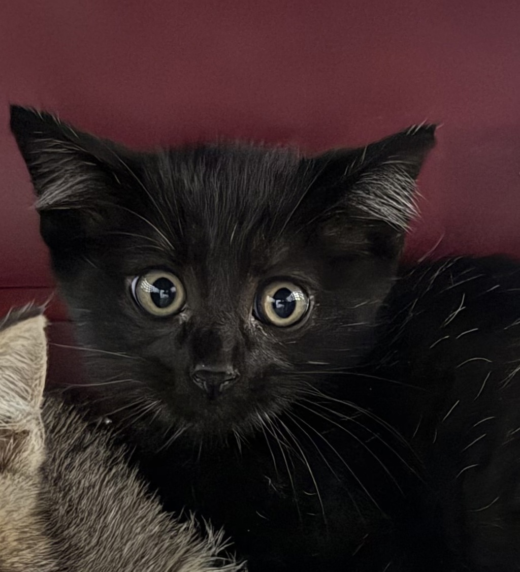 Shelter Stray Male Cat last seen Alley in Chicano park, San Diego, CA, 92113, 5500 Gaines St, San Diego, CA 92110, USA