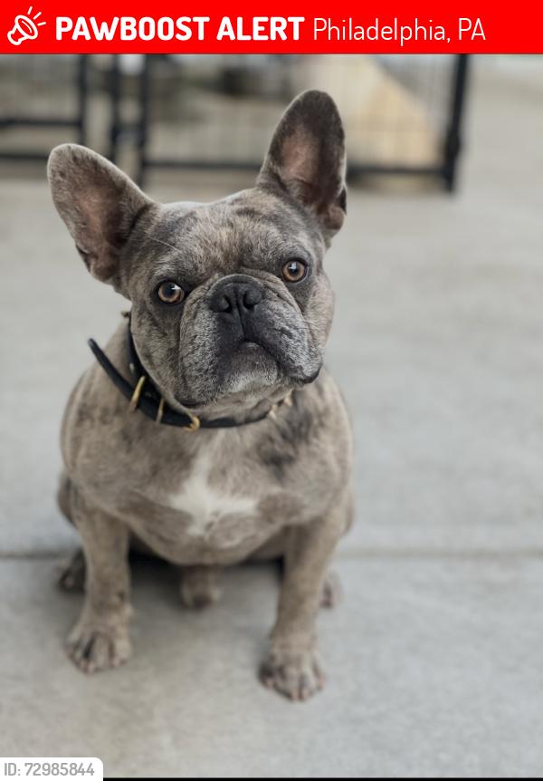 Lost Male Dog last seen Somerset st , Philadelphia, PA 19132