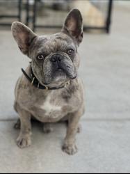 Lost Male Dog last seen Somerset st , Philadelphia, PA 19132